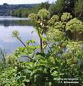 Angelica Archangelica